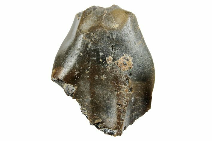 Fossil Iguanodontid Tooth - England #279419